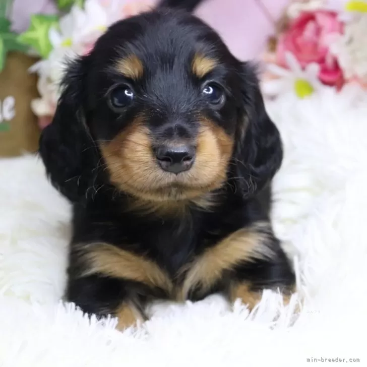 ID：2507-07404の子犬