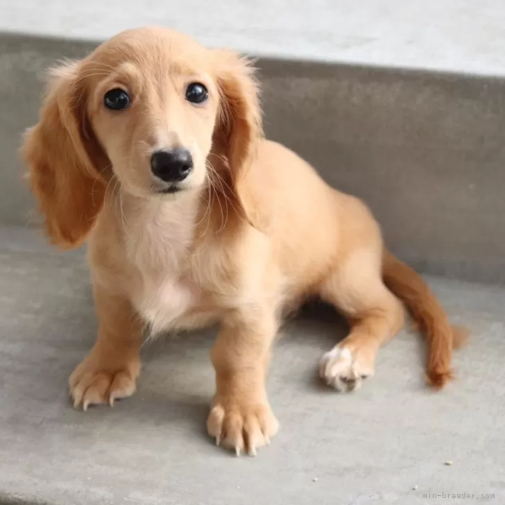 N.Y 様のお迎えした子犬