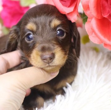 カニンヘンダックスフンド(ロング)【香川県・女の子・2025年9月25日・ブラウンタン】の写真「🧡小柄、小顔の超可愛い子です🧡」
