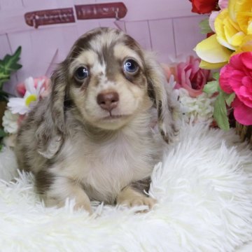 ミニチュアダックスフンド(ロング)【香川県・男の子・2025年7月11日・ブラウンダップルイエロー】の写真「🩵派手派手とっても可愛く美しい男の子です🩵」