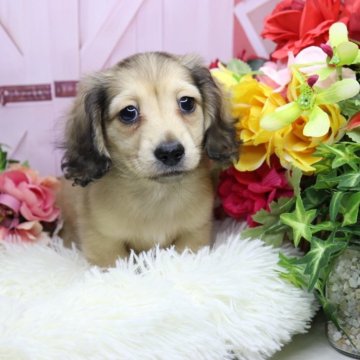 カニンヘンダックスフンド(ロング)【香川県・女の子・2025年3月24日・シェーデッドイエロー】の写真「ヤンチャで元気いっぱいの可愛い子です💓」