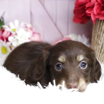 ミニチュアダックスフンド(ロング)【香川県・女の子・2025年3月20日・ブラウンイエロー】の写真「🩷愛嬌ばっちり！優しいお顔です🩷」