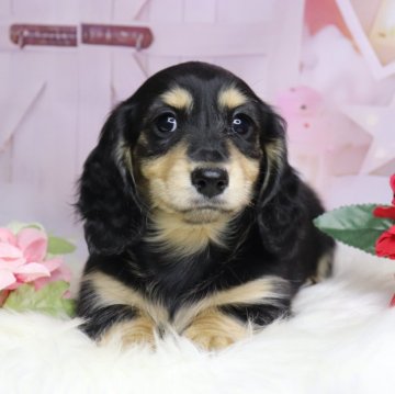 カニンヘンダックスフンド(ロング)【香川県・女の子・2024年11月16日・ブラックイエロー】の写真「❤️可愛いお顔の女の子です❤️」