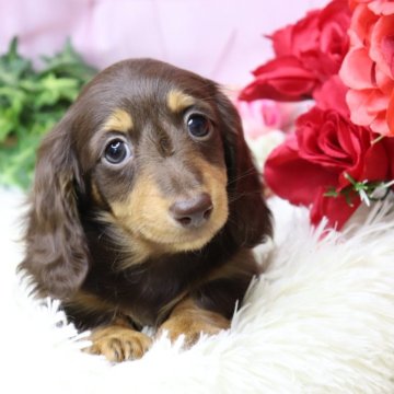 ミニチュアダックスフンド(ロング)【香川県・女の子・2025年9月24日・ブラウンタン】の写真「🩷ムチムチ✨️可愛い子です🩷」