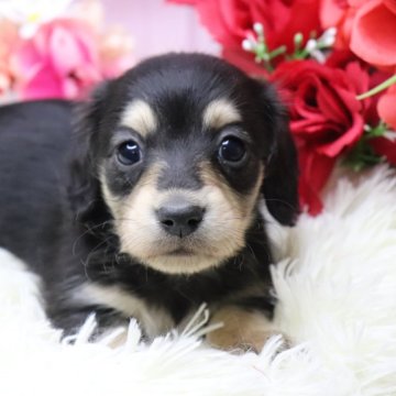 カニンヘンダックスフンド(ロング)【香川県・男の子・2025年10月18日・ブラックイエロー】の写真「️🩵小柄で可愛い子スクスク成長しています️🩵」