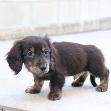 ミニチュアダックスフンド(ロング)【香川県・男の子・2024年11月24日・ブラックイエローブリンドル】の写真「🩵尻尾ぶんぶんの可愛い子です🩵」