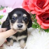 カニンヘンダックスフンド(ロング)