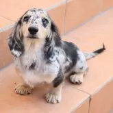 ミニチュアダックスフンド(ロング)【香川県・男の子・2025年7月11日・シルバーダップルイエロー】の写真1