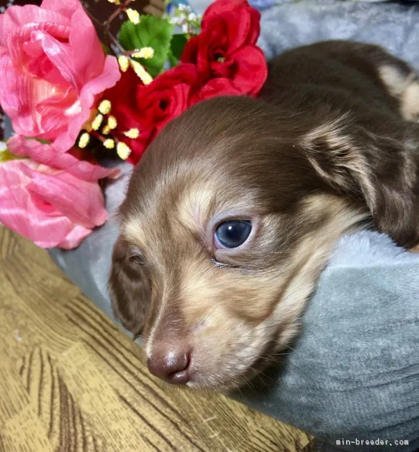 ID：1712-01001の子犬