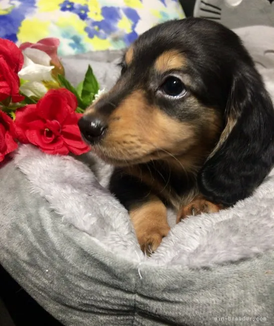 ID：1712-01002の子犬