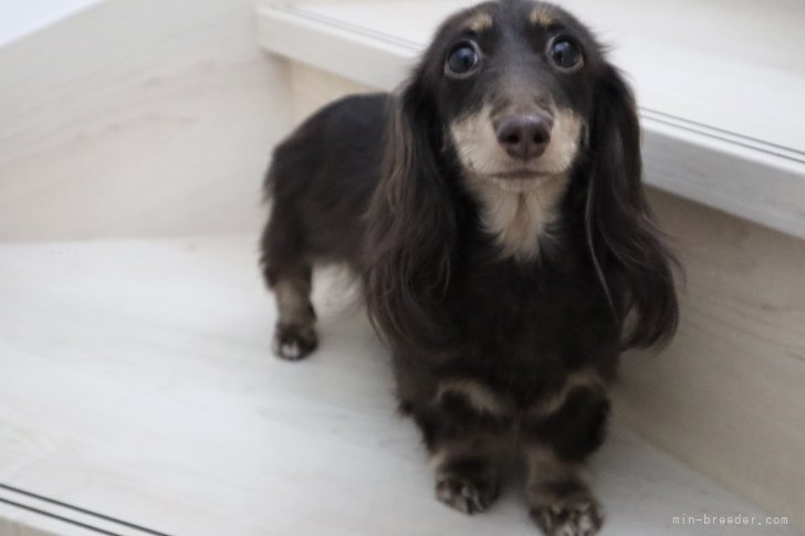 ミニチュアダックスフンド(ロング)【・女の子・2021年5月27日・BRAUN&amp;YELLOW】