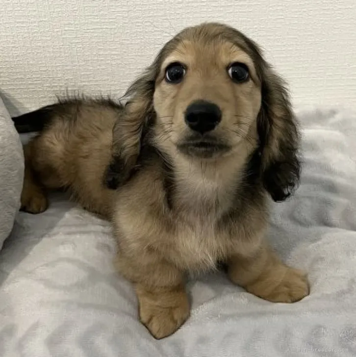 ID：2302-03536の子犬