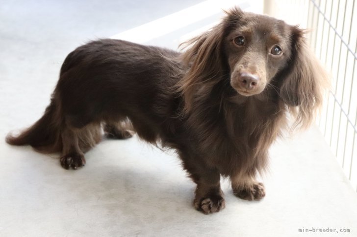 カニンヘンダックスフンド(ロング)【・男の子・2024年8月3日・ブラウン】