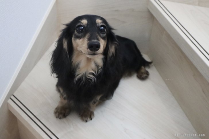 カニンヘンダックスフンド(ロング)【・女の子・2019年9月28日・ブラックタン】