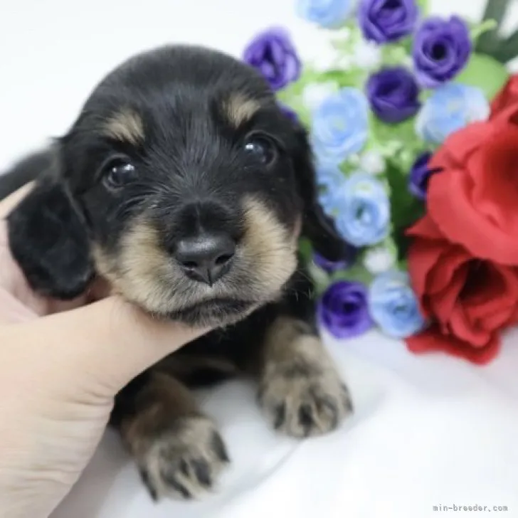 ID：2308-02223の子犬