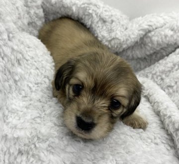 カニンヘンダックスフンド(ロング)【香川県・女の子・2021年12月21日・シェーデッドイエロー】の写真「ギュッと詰まった可愛いお顔の女の子です🧡」