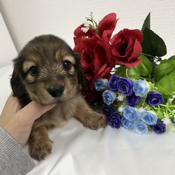 カニンヘンダックスフンド(ロング)【香川県・男の子・2023年3月25日・シェーデッドレッド】の写真「💜テディベアの様な可愛い子です🧸💜」