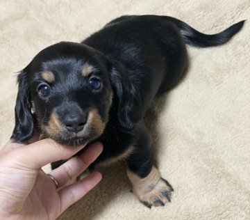 ミニチュアダックスフンド(ロング)【香川県・女の子・2021年11月5日・ブラックタン】の写真「PRA◎まん丸お目目の可愛い子です🧡」