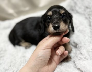 カニンヘンダックスフンド(ロング)【香川県・男の子・2022年3月3日・ブラックイエロー】の写真「のんびりしてます🐶✨」
