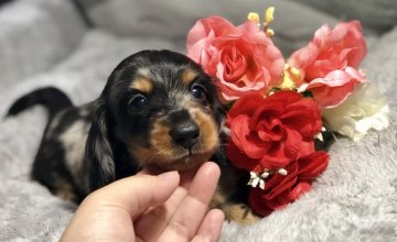 ミニチュアダックスフンド(ロング)【香川県・男の子・2018年7月9日・シルバーダップル】の写真「💓💝綺麗な柄でイケメン💝💓8月11日更新📷💕」