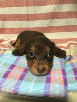 ミニチュアダックスフンド(ロング)【香川県・男の子・2016年5月22日・チョコレートタン】の写真「ヤンチャっ子！とっても綺麗なチョコレート色です★」