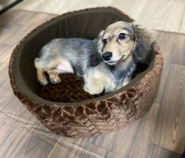 ミニチュアダックスフンド(ロング)【香川県・女の子・2021年9月25日・シェーデッドイエロー】の写真「PRA◎良血統✨全文を、しっかりお読みください。」