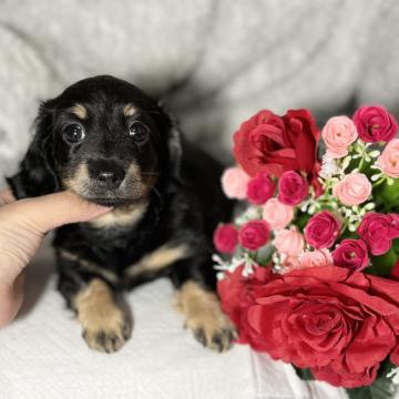 ミニチュアダックスフンド(ロング)【香川県・女の子・2022年7月14日・ブラックタン】の写真「🧡小顔で可愛い子です🧡」