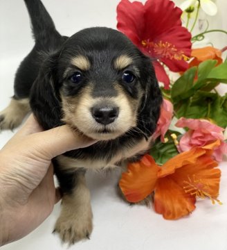 ミニチュアダックスフンド(ロング)【香川県・男の子・2021年9月25日・ブラックイエロー】の写真「PRA◎良血統✨イケメン君♥️」