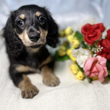 ミニチュアダックスフンド(ロング)【香川県・男の子・2022年5月19日・ブラックタン】の写真「💙優しくて可愛いお顔の甘えん坊💙PRA🙆‍♀️✨」