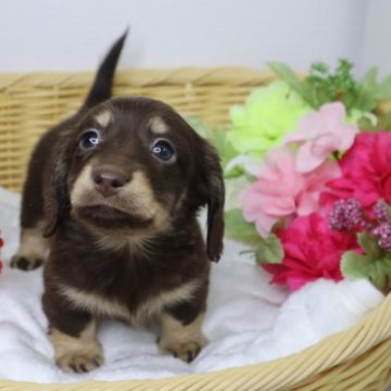 ミニチュアダックスフンド(ロング)【香川県・女の子・2023年10月17日・チョコレートイエロー】の写真「❤️優しいお顔☺️愛嬌抜群❤️」