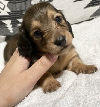 ミニチュアダックスフンド(ロング)【香川県・男の子・2021年6月18日・シェーデッドレッド】の写真「PRA◎良血統✨愛嬌ばっちり👌」