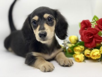 ミニチュアダックスフンド(ロング)【香川県・女の子・2021年6月18日・ブラックイエロー】の写真「PRA◎良血統✨可愛い子です👼💘」