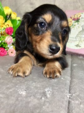 ミニチュアダックスフンド(ロング)【香川県・男の子・2017年3月18日・ブラックタン】の写真「PRAクリア✨とっても可愛い男の子♥️」