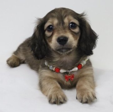 カニンヘンダックスフンド(ロング)【香川県・女の子・2023年7月24日・シェーデッドイエロー】の写真「🧡マズルが短く可愛い女の子です🧡」