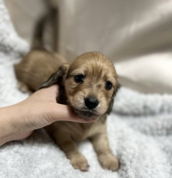 カニンヘンダックスフンド(ロング)【香川県・女の子・2022年3月3日・シェーデッドレッド】の写真「むっちむちのおてんば娘❤️」