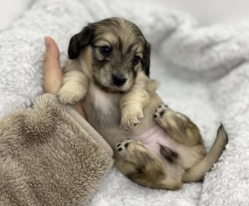 カニンヘンダックスフンド(ロング)【香川県・女の子・2021年12月21日・シェーデッドイエロー】の写真「むちむち🎶可愛い女の子です🧡」