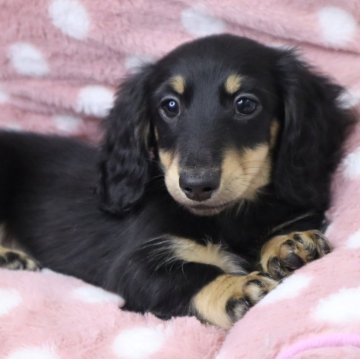 カニンヘンダックスフンド(ロング)【香川県・男の子・2023年10月4日・ブラックイエロー】の写真「🩵 イケメン君です🩵」