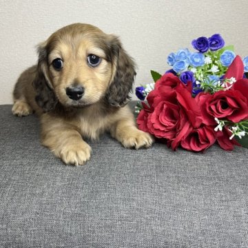 カニンヘンダックスフンド(ロング)【香川県・男の子・2023年1月7日・シェーデッドイエロー】の写真「ギュッと詰まった可愛いお顔の男の子です︎💕︎」