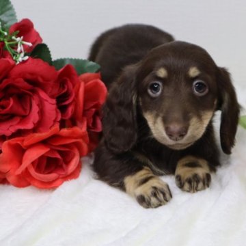 ミニチュアダックスフンド(ロング)【香川県・女の子・2023年10月17日・チョコレートイエロー】の写真「❤️むちむちコロコロ❤️ご見学予約あります」