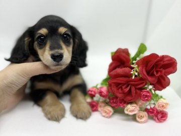 ミニチュアダックスフンド(ロング)【香川県・女の子・2022年1月27日・ブラックタン】の写真「とっても可愛い子です。」