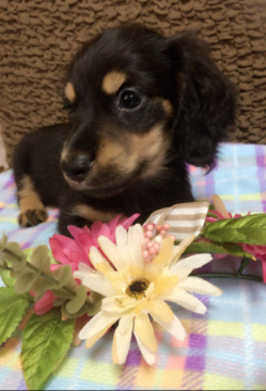 ミニチュアダックスフンド(ロング)【香川県・男の子・2016年5月22日・ブラックタン】の写真「女の子の様な、可愛いお顔★」