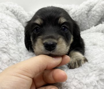 カニンヘンダックスフンド(ロング)【香川県・女の子・2021年12月21日・ブラックイエロー】の写真「とっても美人＆可愛い子です🧡」