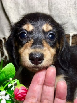 カニンヘンダックスフンド(ロング)【香川県・女の子・2017年8月3日・ブラックタン】の写真「PRAクリア✨ちびちび姫♥️」