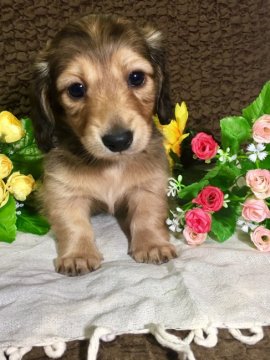 ミニチュアダックスフンド(ロング)【香川県・男の子・2017年3月18日・シェーデッドクリーム】の写真「PRAクリア✨むちむちな男の子♥️」