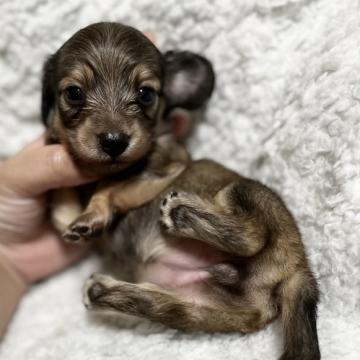 ミニチュアダックスフンド(ロング)【香川県・女の子・2022年5月23日・シェーデッドイエロー】の写真「PRA◎✨小さくて可愛い子です💖」