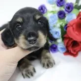 カニンヘンダックスフンド(ロング)【香川県・男の子・2023年7月24日・ブラックイエロー】の写真1