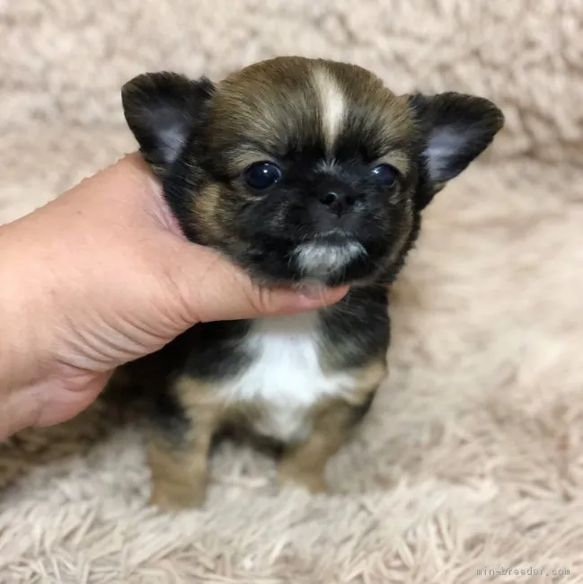 ID：1711-01472の子犬