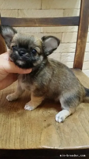 ID：1705-01310の子犬