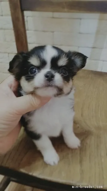 らんママ 様のお迎えした子犬
