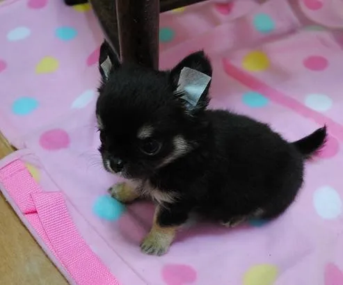 S 様のお迎えした子犬